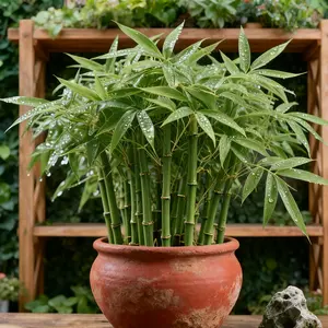 Lucky Bamboo Cypress Seeds – Indoor Live Plants for Home Decoration, Easy to Grow, Low Light Bamboo Houseplant, Feng Shui Good Luck Plant