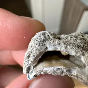 Small Agatized Coral Geode/Fossil Piece full of White Crystals