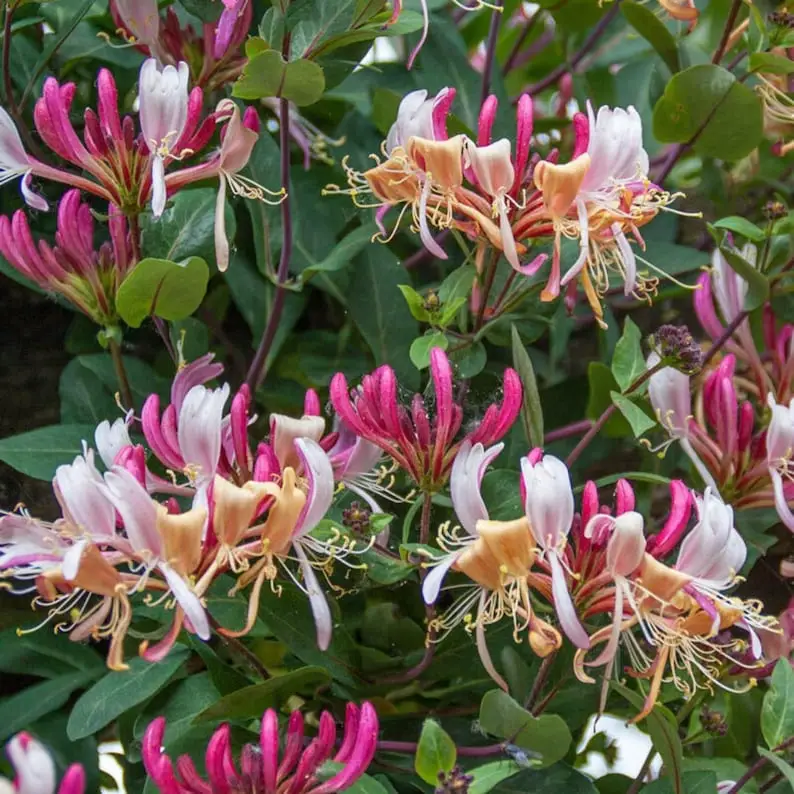 Honeysuckle Vine Plant- Lonicera Starter live Plant ship in pot 2 inch to 4 inch tall