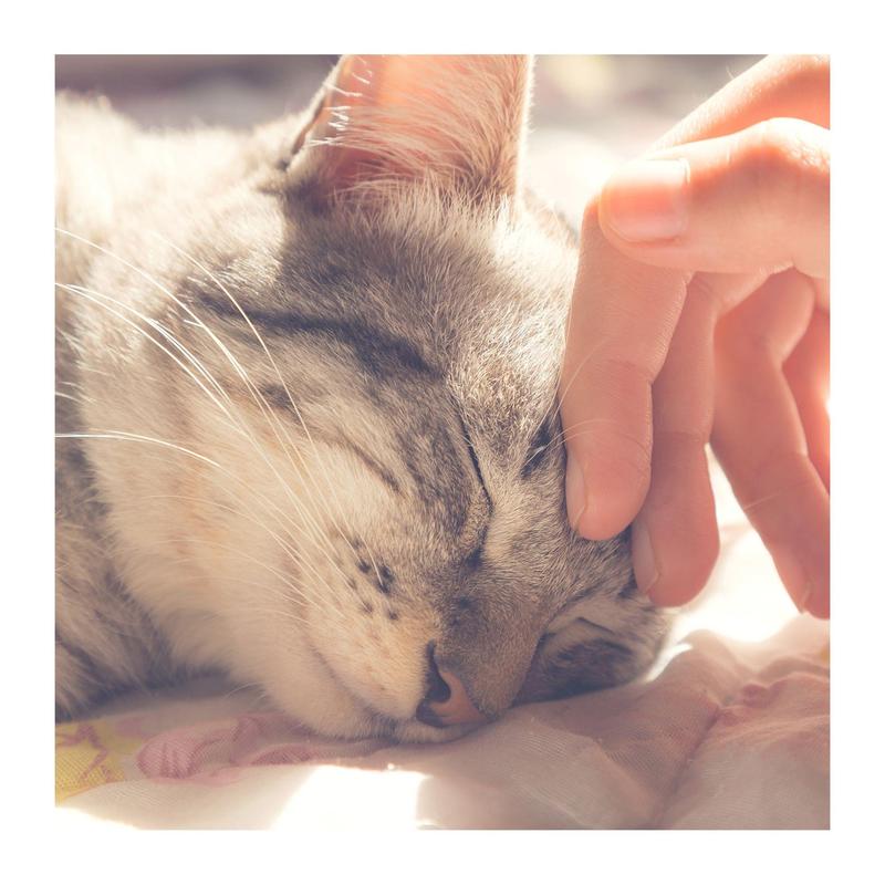 Petmaker Cat House Indoor Bed with Removable Foam Cushion