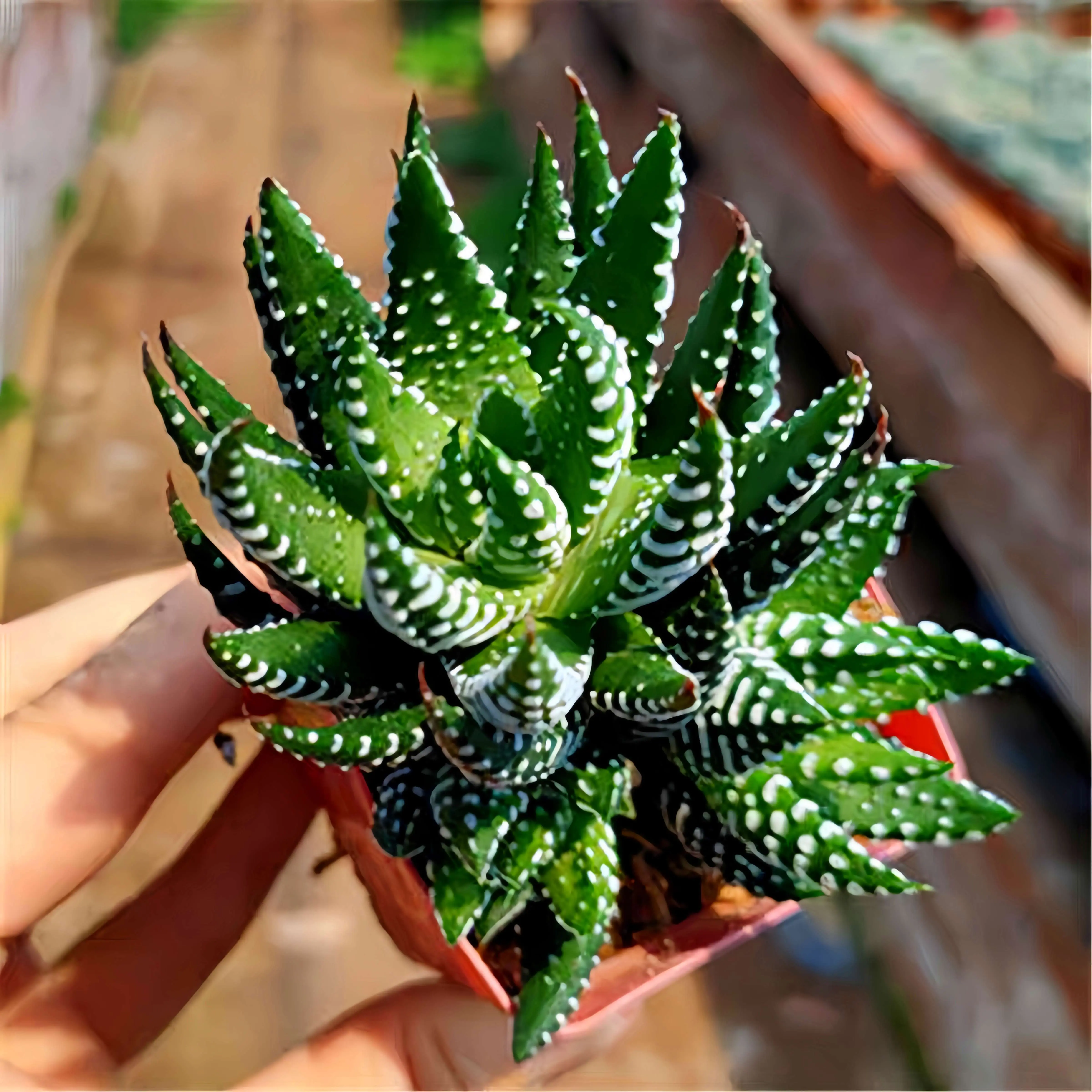 2 inch White Spotted Haworthiopsis Succulent - delivered with soil and pot - Beautiful decoration, suitable for balcony, room, kitchen, indoors and outdoors