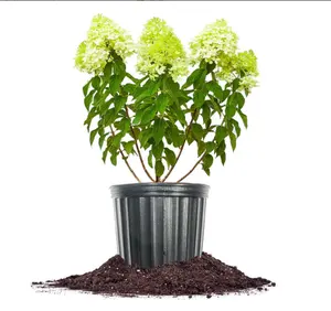 Limelight Hydrangea Shrub – Live Plant with Cone-Shaped Green-White Flowers That Turn Pink in Fall