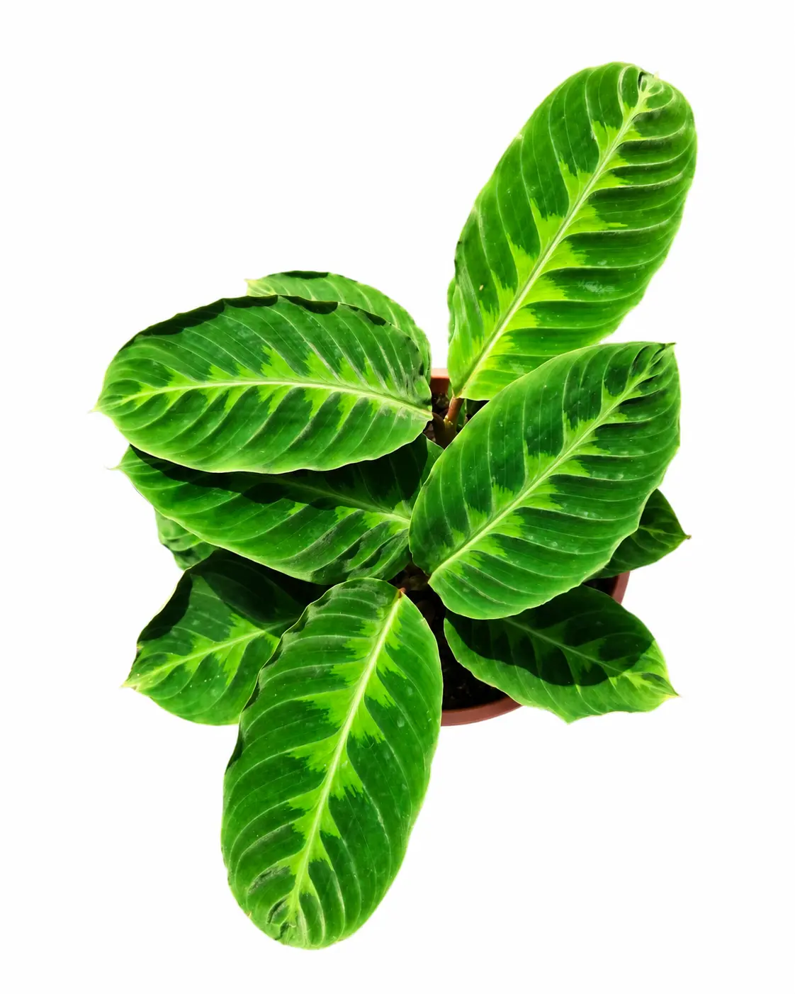 Calathea Misto, Live Plant, Indoor Plant, Tropical Houseplants