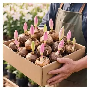 Easy-to-grow lily bulbs for beginners, low-maintenance flower bulbs for home garden outdoor decoration