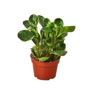 212 MAIN Variegated Marble Peperomia Tropical House Plant, 4 in. Pot, Low Light-Tolerant Indoor Plant for Home Decor Aesthetics