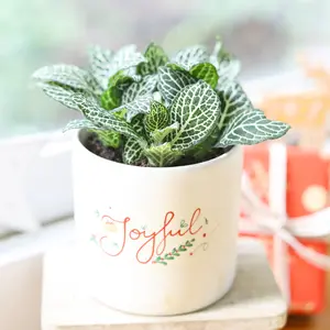 Fittonia 'White Nerve Plant'