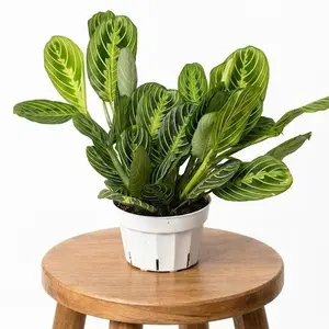6" Maranta Prayer Plant 'Lemon Lime', Pet Friendly, Humidity Loving Plant, Live Houseplant, Indoor Plant