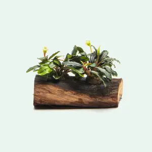 Bucephalandra Mixed Driftwood