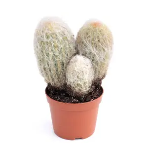 Peruvian Old Lady Cactus - Espostoa melanostele