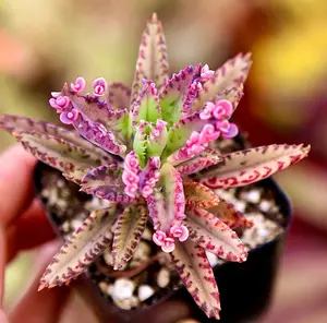 Kalanchoe Pink Butterfly in 2 Inches Pot, Pink Succulent Mother of Thousands Houseplant