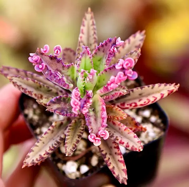 Kalanchoe Pink Butterfly in 2 Inches Pot, Pink Succulent Mother of Thousands Houseplant Kalanchoe Pink Butterfly in 2 Inches Pot, Pink Succulent Mother of Thousands Houseplant