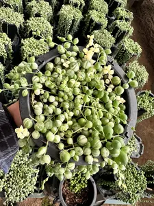 Variegated String of Pearls 6" - Mutant Succulent Plant with Light Cream Streaks in 6-Inch Pot for Easy Indoor & Outdoor Care