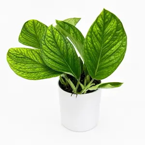 Monstera Pinnatipartita 6" pot Collector's Plant - Tropical House Plant with Lush Green Leaves for Indoor Decor