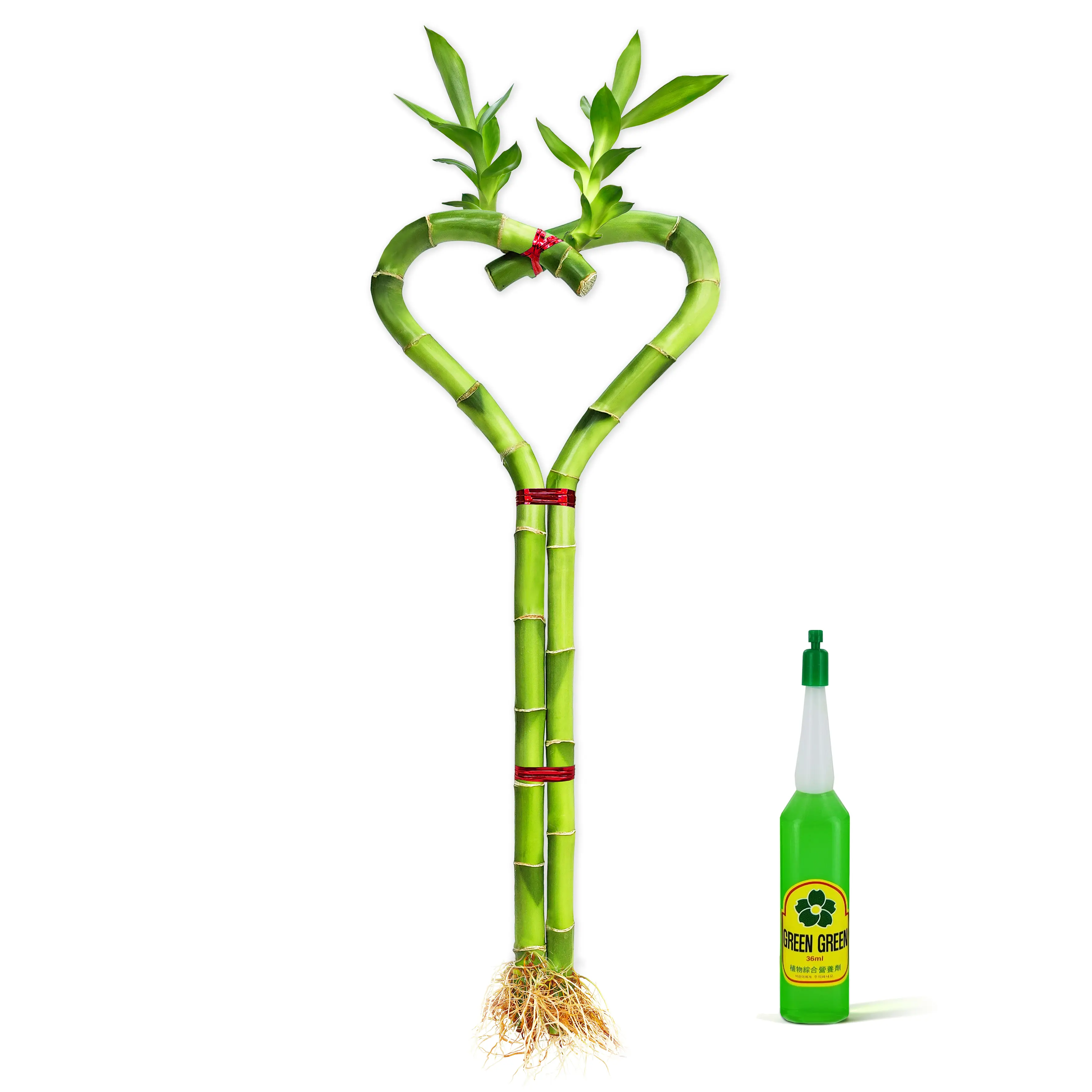 Heart Shaped Lucky Bamboo Plant 12 Inch | Double Stalk Live Indoor Water Plant Gift