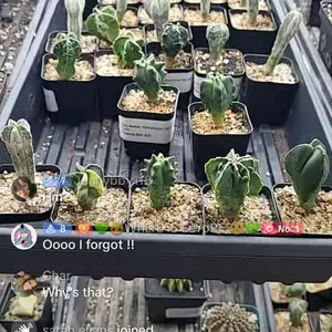 Set of 5 Astrophytum Myriostigma Set - Picked out during live, with Kikko, Onzuka, Variegated, Fukuryu, and 3 Rib