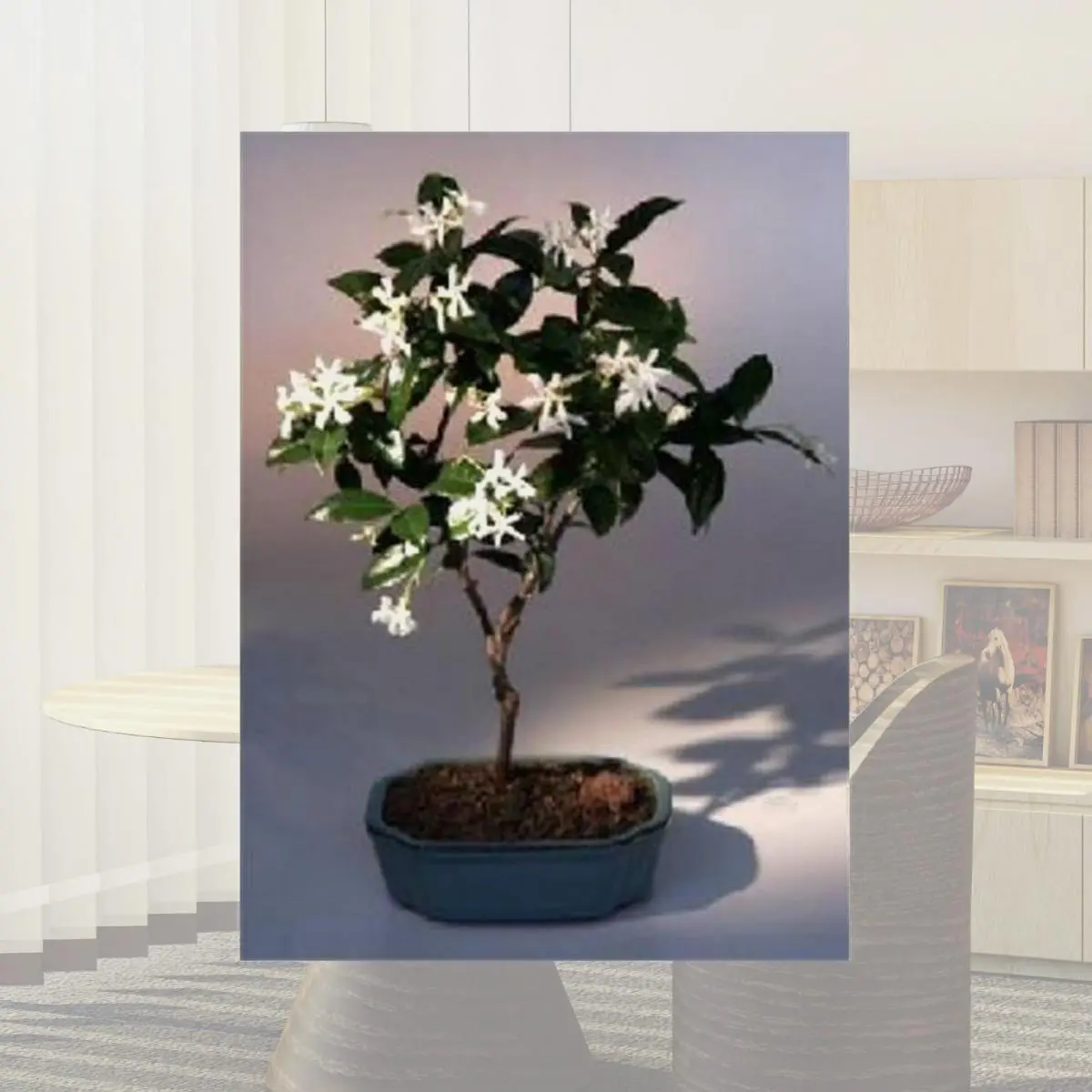 Bonsai Boy of New York Trachelospermum Jasminoides Flowering White Jasmine Bonsai  Tree - TikTok Shop