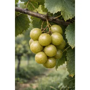 Early Fry Muscadine Grape Vine – 2-Year Bare Root Grape Plants – Produces Sweet, Bronze Grapes – Vigorous & Productive Vine – From Hand Picked Nursery