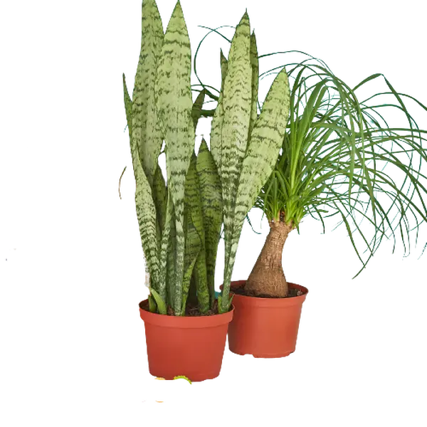 2 - 6" Indoor Plants Premium Subscription box
