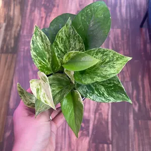 Pothos Marble Queen
