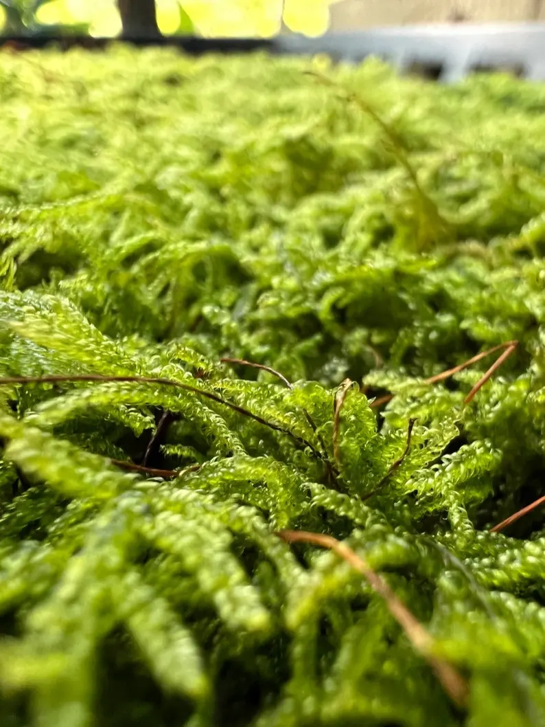 5 pack live moss assortment with tree moss