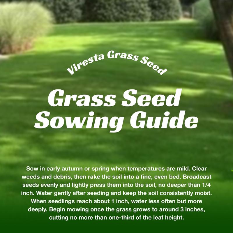 Grass Seed and Shade Grass, Grows quickly and withstands all seasons, perfect for high-quality turf and golf courses, High Germination Grass Seeds Grown in USA Grass Seed and Shade Grass, Grows quickly and withstands all seasons, perfect for high-quality turf and golf courses, High Germination Grass Seeds Grown in USA