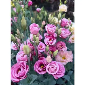 Lisianthus Rosita red seeds