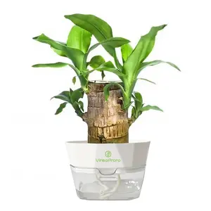 Lucky Brazilian Wood Potted Plant – Mini Brazil Wood for Hydroponics, 2025 New Desktop Decor with Plastic Tray Gift Ornaments