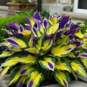 800Pcs Hosta Seeds – Great for Pots, Path Edges & Backyard Designs