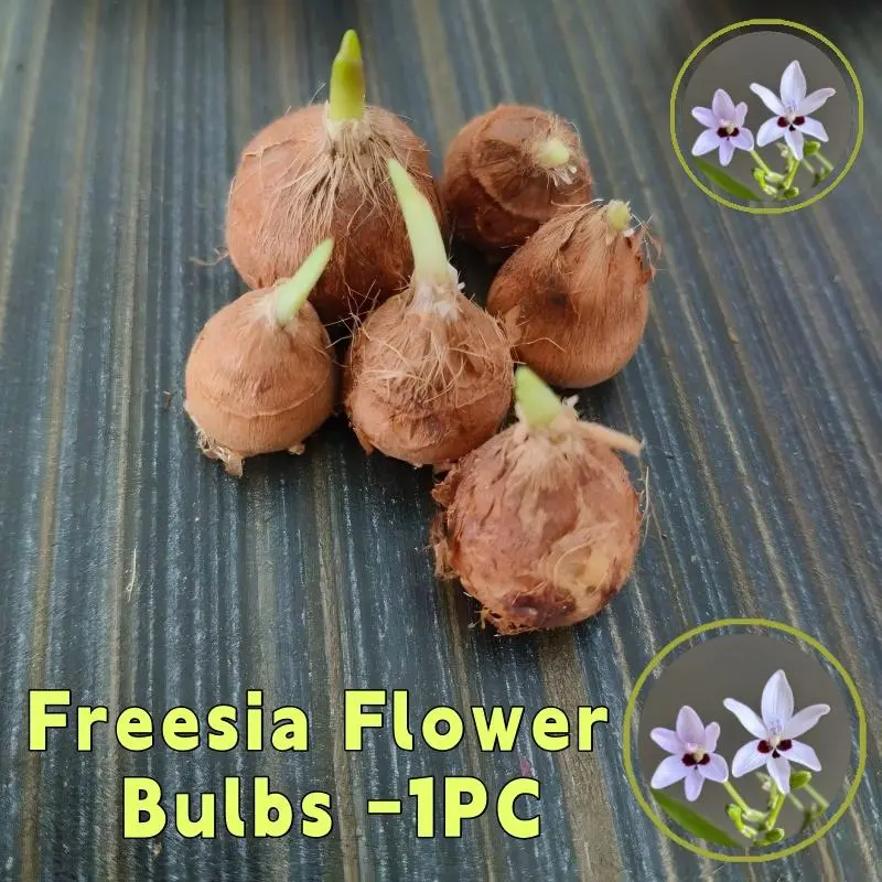 Lavender Purple Freesia Bulbs Easy To Grow Home Gardening Ball Root Flower Supplies