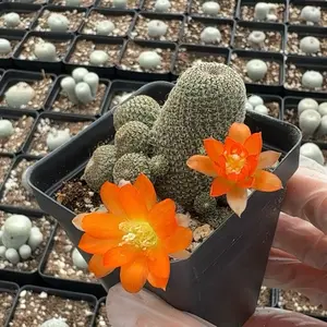 - Rare Cactus - Rebutia Heliosa cluster