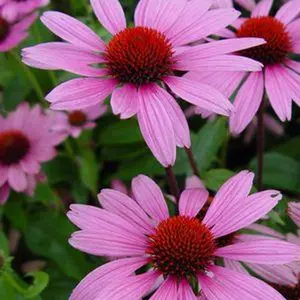 Ruby Star Coneflower