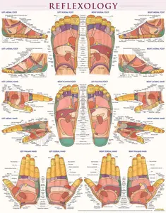 Reflexology Poster (22 x 28 inches): Laminated QuickStudy Anatomy Reference
