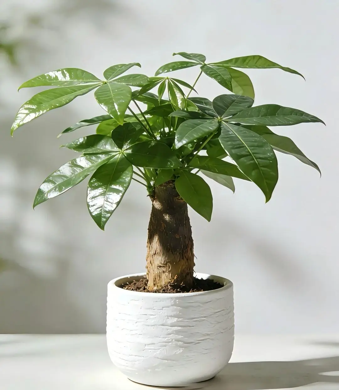Small Potted Pachira Aquatica Money Tree, Low-Maintenance Live Houseplant, Good Luck Desktop Decor for Home Office, Housewarming Gift
