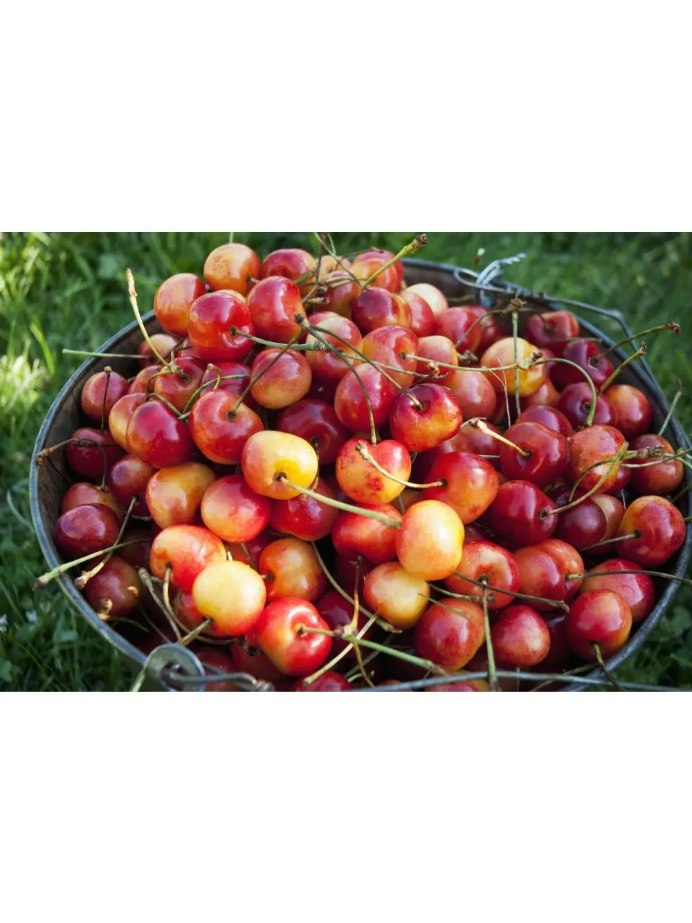 Design Pics DPI2382530LARGE Artistic Wall Decor Photo Poster Print - Freshly Picked Ripe Ranier Cherries in Okanagan-British Columbia Canada, 38x24 in Large Size