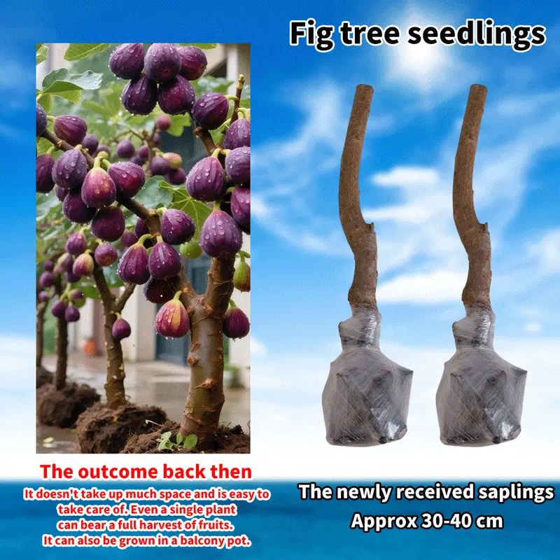Two Fig Sapling