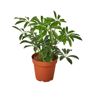 House Plant 4-SCHEFFLERA-ARBORICOLA Umbrella Schefflera Arboricola Plant in 4 in. Pot