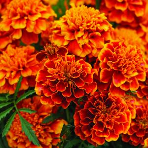 200 Marigold Sparky Mix Seeds for Planting - Heirloom Sunflower Seeds for Planting Outdoors - Garden Seed Sunflower Gifts