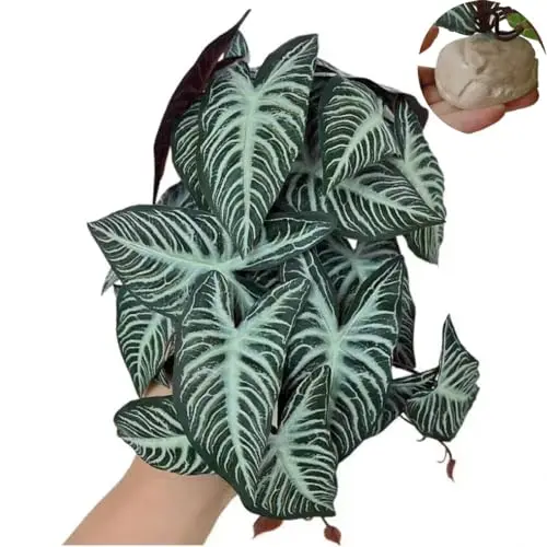 Xanthosoma Sagittifolium