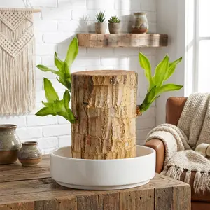 Lucky Brazilian Wood Houseplant Hydroponic Growing Kit with Mystery Doll & Decorative Plate | Mini Desk Plant for Home Office Decor, Easy Care, High Temperature Resistant, Brings Fortune & Good Luck