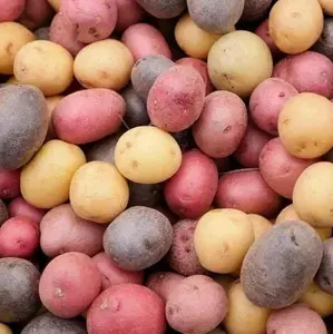 TomorrowSeeds - 3 Colors Mix Seed Potatoes USDA Certified for Growers, Purple Blue Red Yukon Gold Potato Seeds -  Sz B