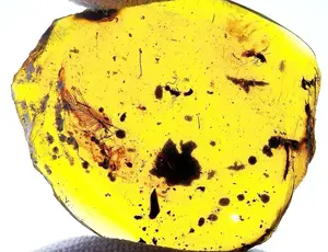 $350 piece of Amber
