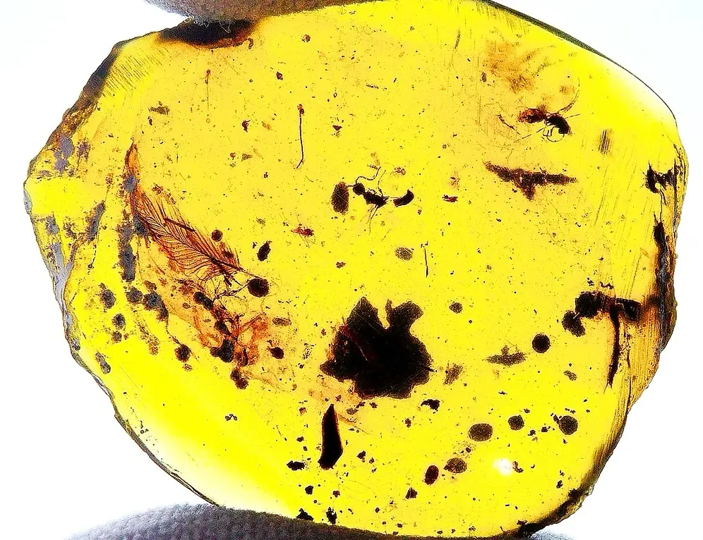 $350 piece of Amber