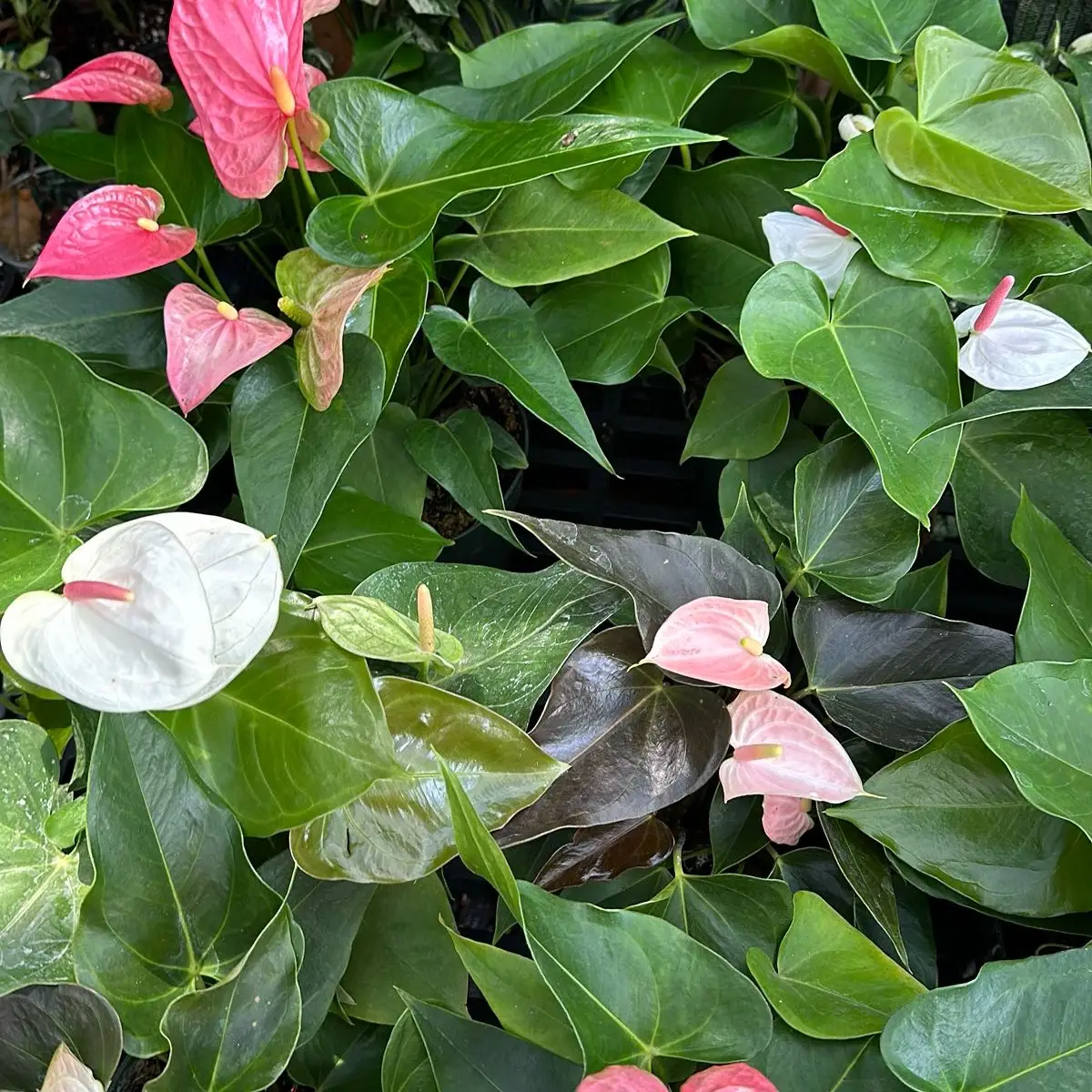 6" Anthurium Heart House Plant - Low Maintenance and Easy to Care for
