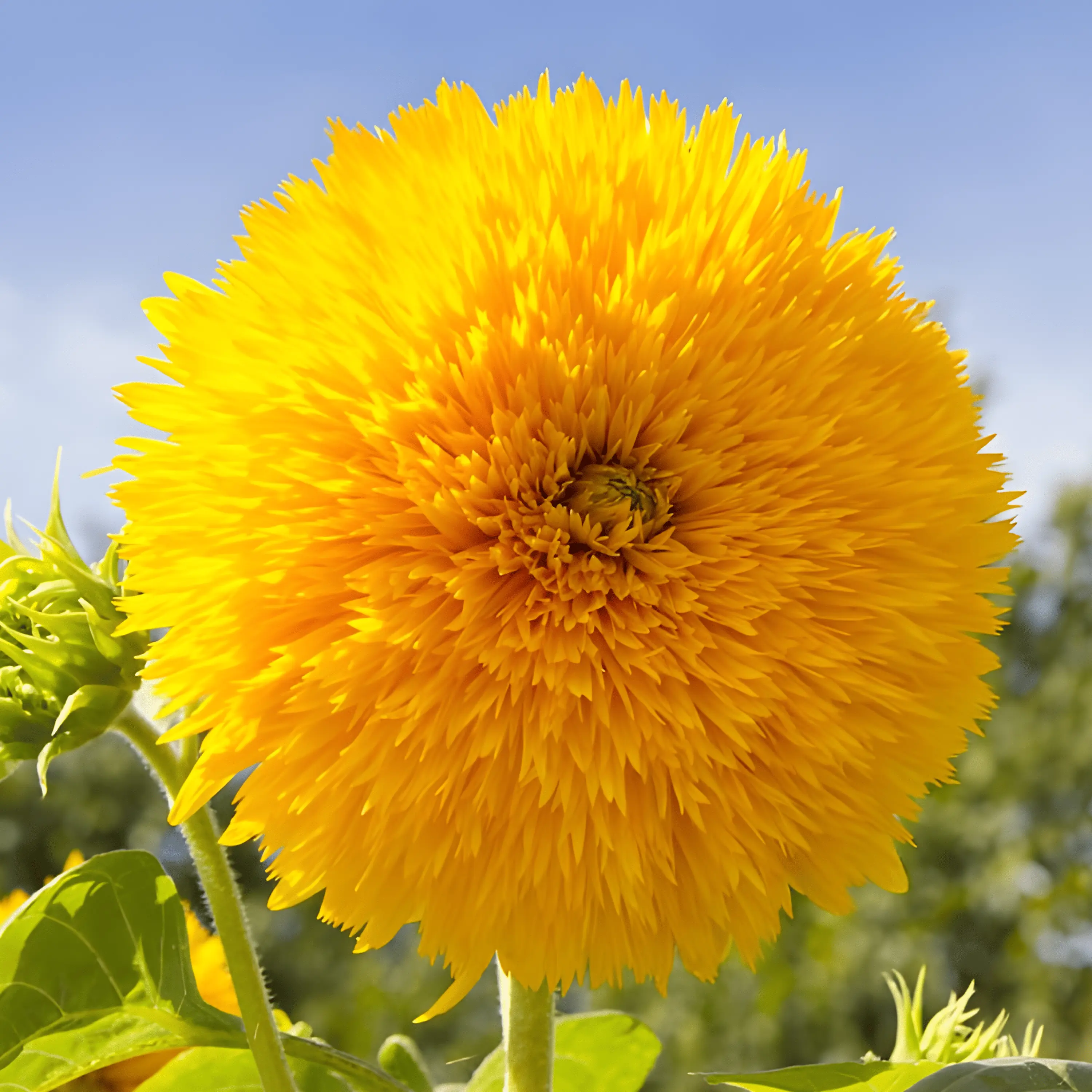 25 Tedđy Bear Sunflower Seeds for Planting - Heirloom Sunflower Seeds for Planting Outdoors - Garden Seed Sunflower Gifts