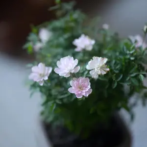 Heirloom Mini Rose Seeds | 200/1000pcs Organic Non-GMO Roses for Balcony or Garden