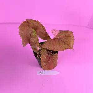 Syngonium Strawberry Ice 4” | Variegated Syngonium | Rare Plant