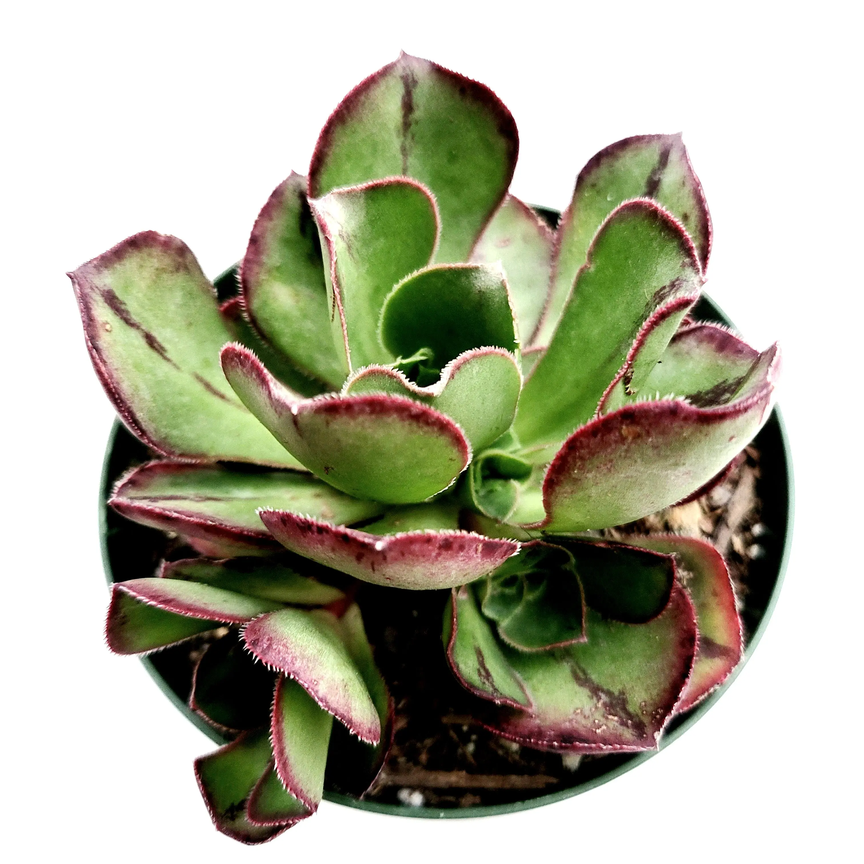 Aeonium Akafuji 'Red Fuji' Aeonium Akafuji 'Red Fuji'