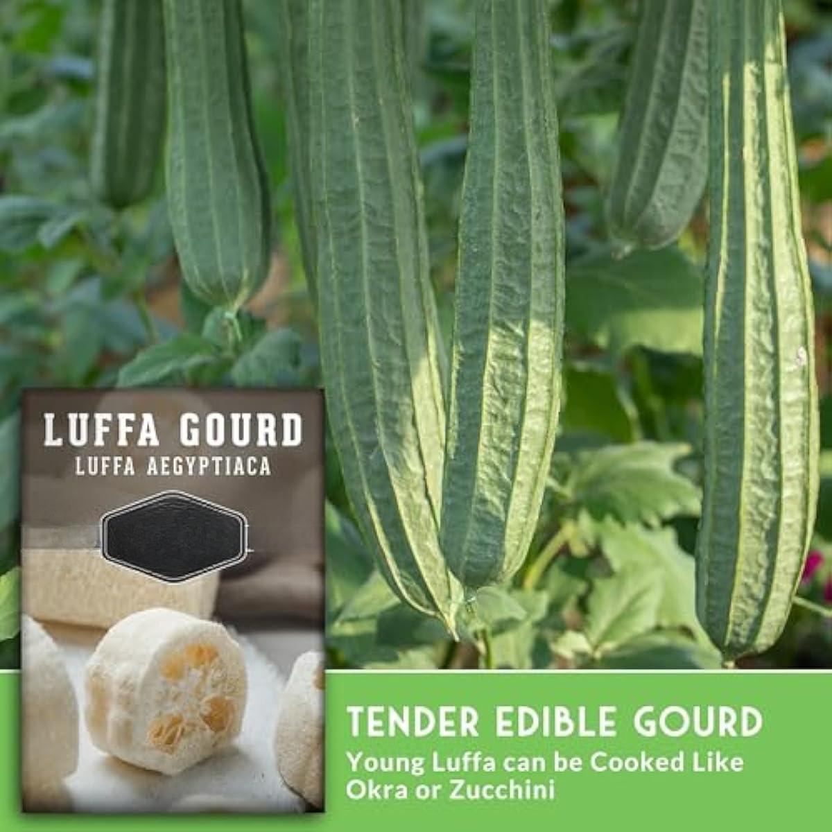 Luffa or Loofah Seed for Planting - 1 Packet with Instructions to Plant and Grow Ornamental Gourds in Your Home Vegetable Garden - Non-GMO Heirloom Variety
