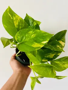 Golden Pothos - Epipremnum Aureum - 4" Pot