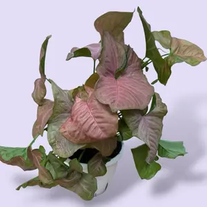 Syngonium Strawberry Cream 6” - House Plant